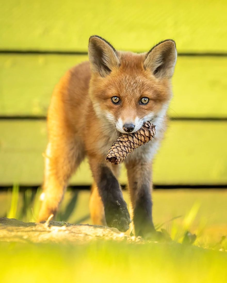 A Finnish Photographer Takes Adorable Photos Of Baby Animals That Would Melt Your Heart
