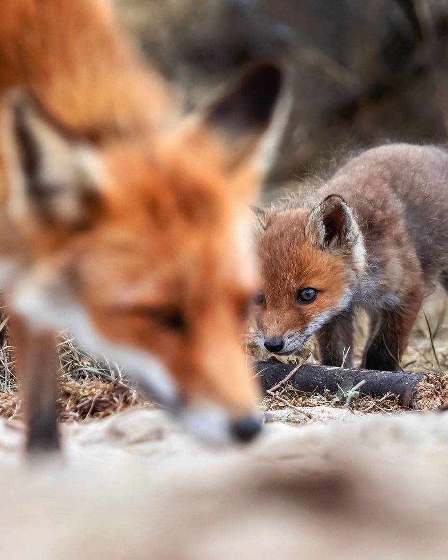 A Finnish Photographer Takes Adorable Photos Of Baby Animals That Would Melt Your Heart