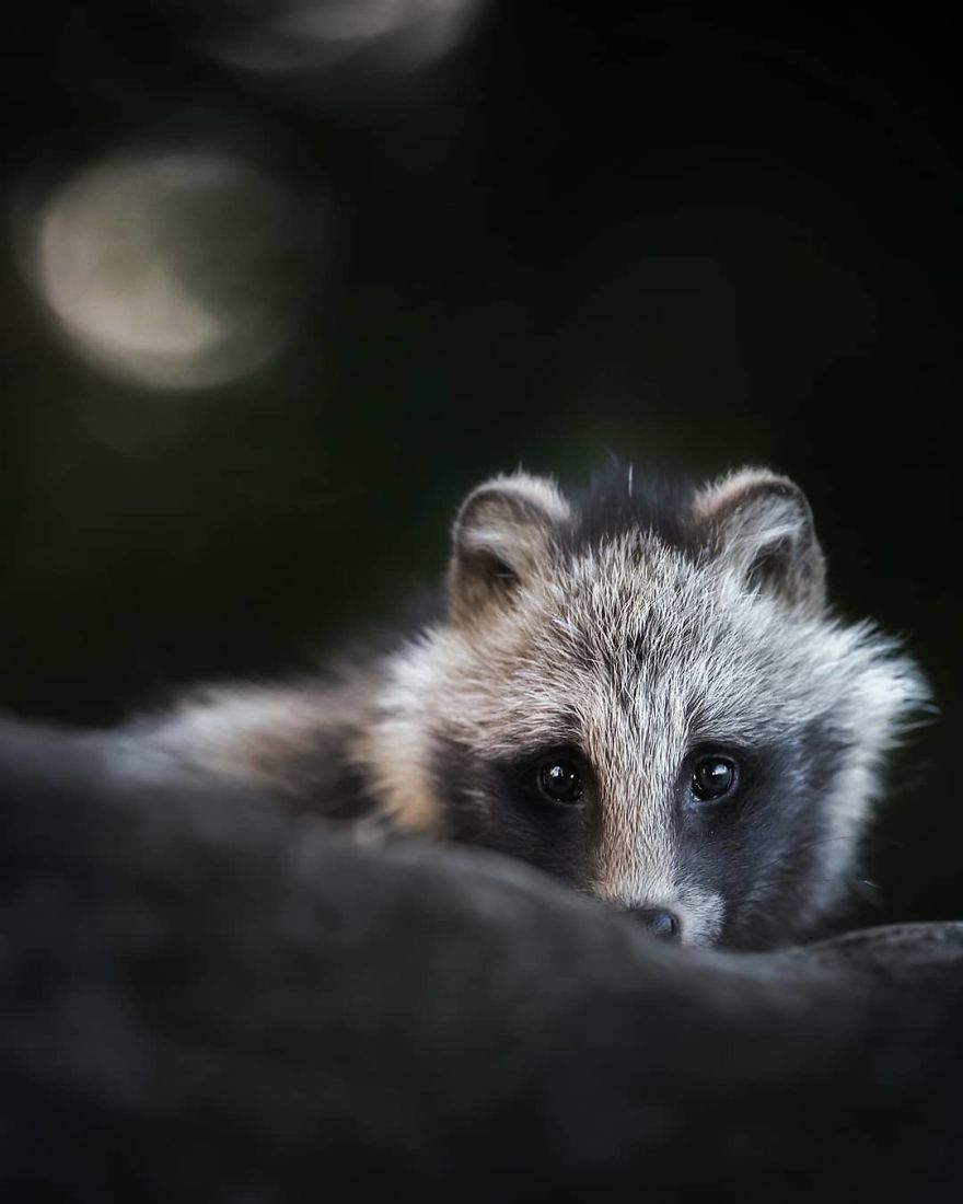A Finnish Photographer Takes Adorable Photos Of Baby Animals That Would Melt Your Heart