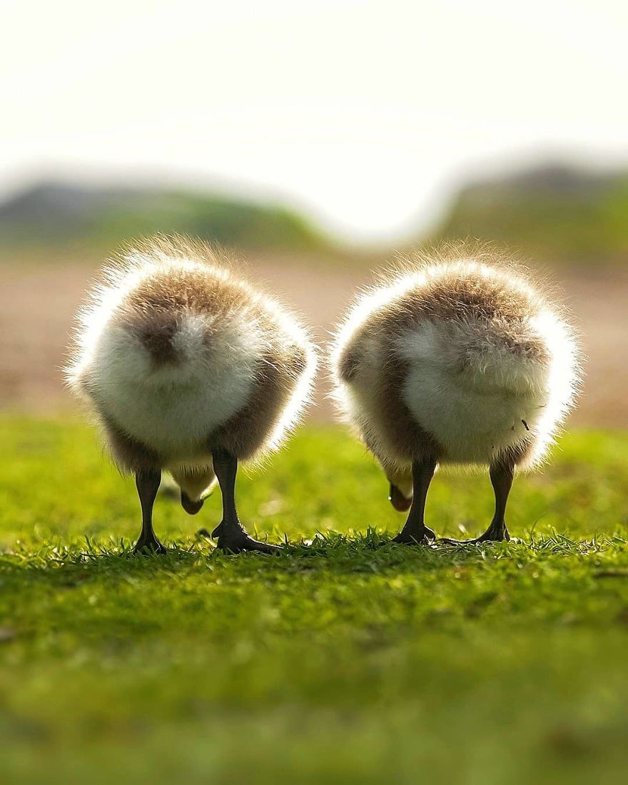 A Finnish Photographer Takes Adorable Photos Of Baby Animals That Would Melt Your Heart