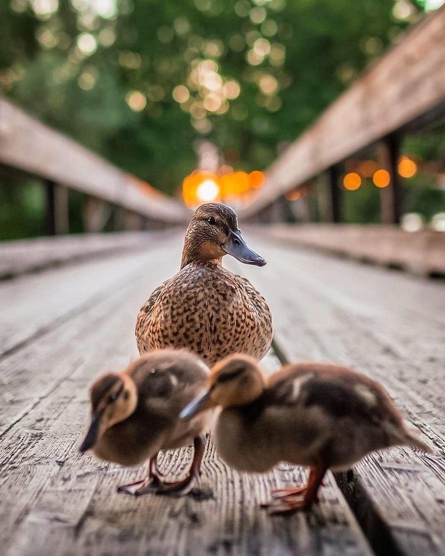 A Finnish Photographer Takes Adorable Photos Of Baby Animals That Would Melt Your Heart