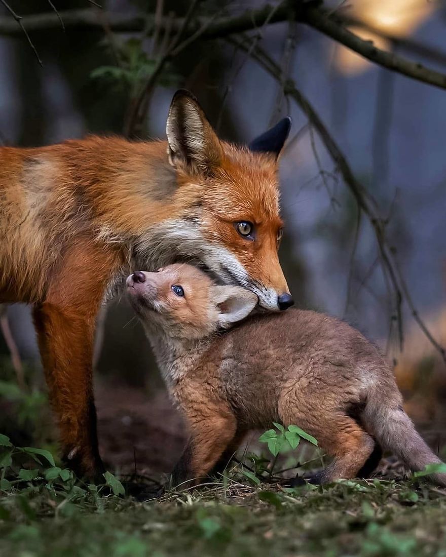 A Finnish Photographer Takes Adorable Photos Of Baby Animals That Would Melt Your Heart
