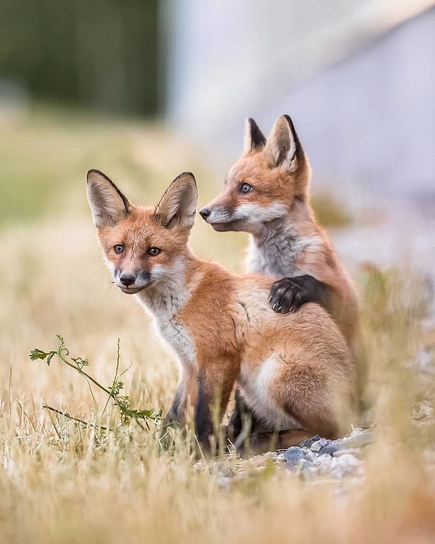 A Finnish Photographer Takes Adorable Photos Of Baby Animals That Would Melt Your Heart