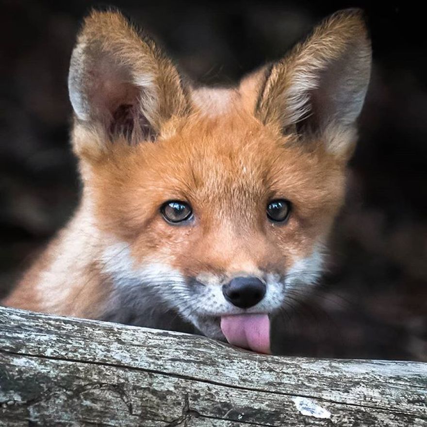 A Finnish Photographer Takes Adorable Photos Of Baby Animals That Would Melt Your Heart