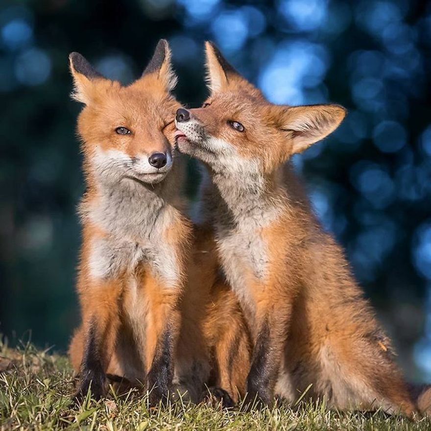 A Finnish Photographer Takes Adorable Photos Of Baby Animals That Would Melt Your Heart