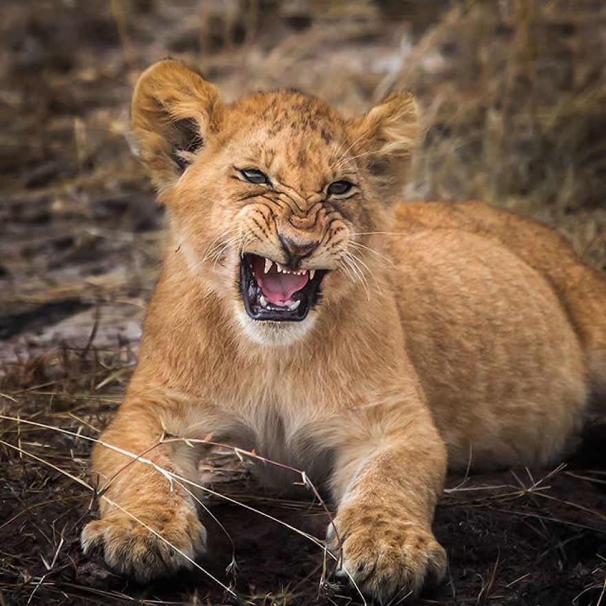A Finnish Photographer Takes Adorable Photos Of Baby Animals That Would Melt Your Heart