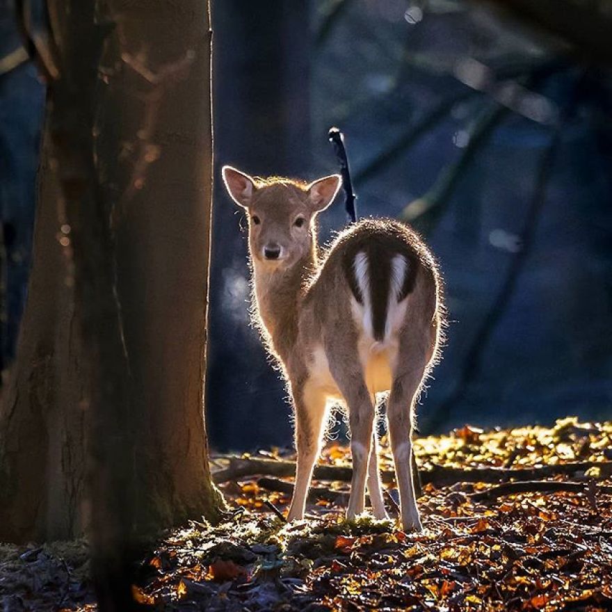 A Finnish Photographer Takes Adorable Photos Of Baby Animals That Would Melt Your Heart