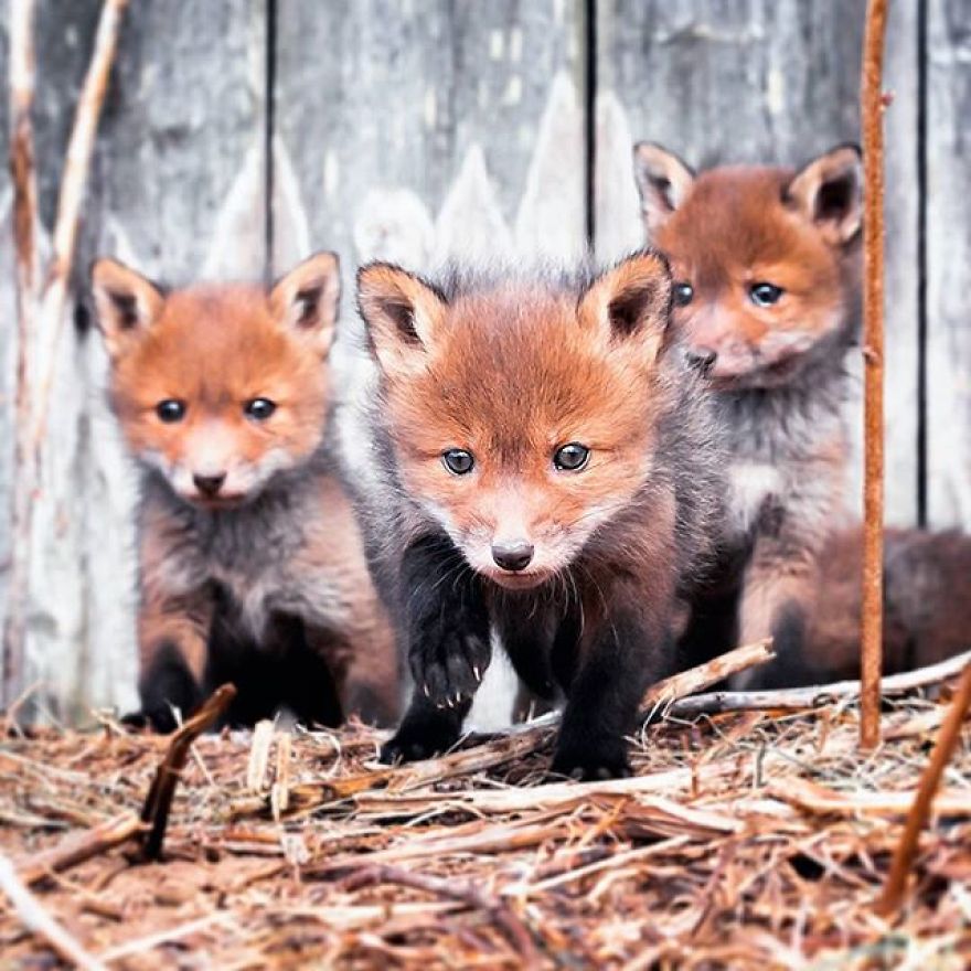 A Finnish Photographer Takes Adorable Photos Of Baby Animals That Would Melt Your Heart