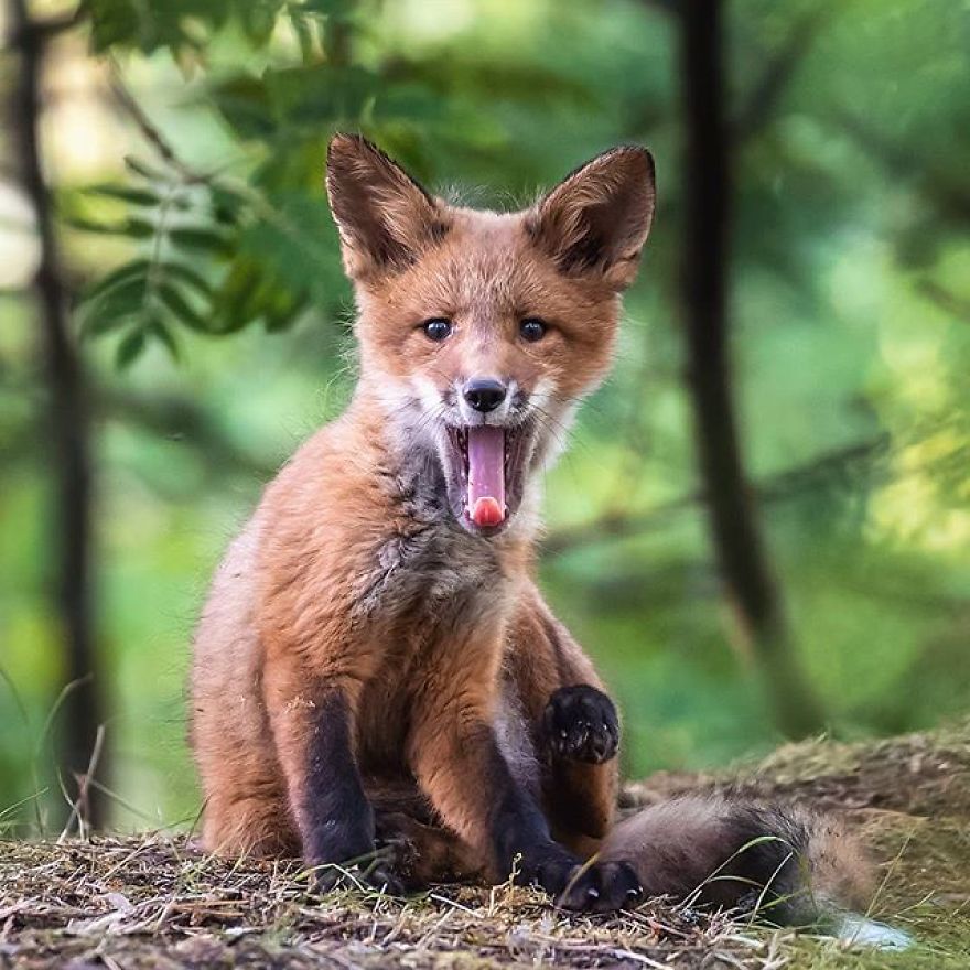 A Finnish Photographer Takes Adorable Photos Of Baby Animals That Would Melt Your Heart
