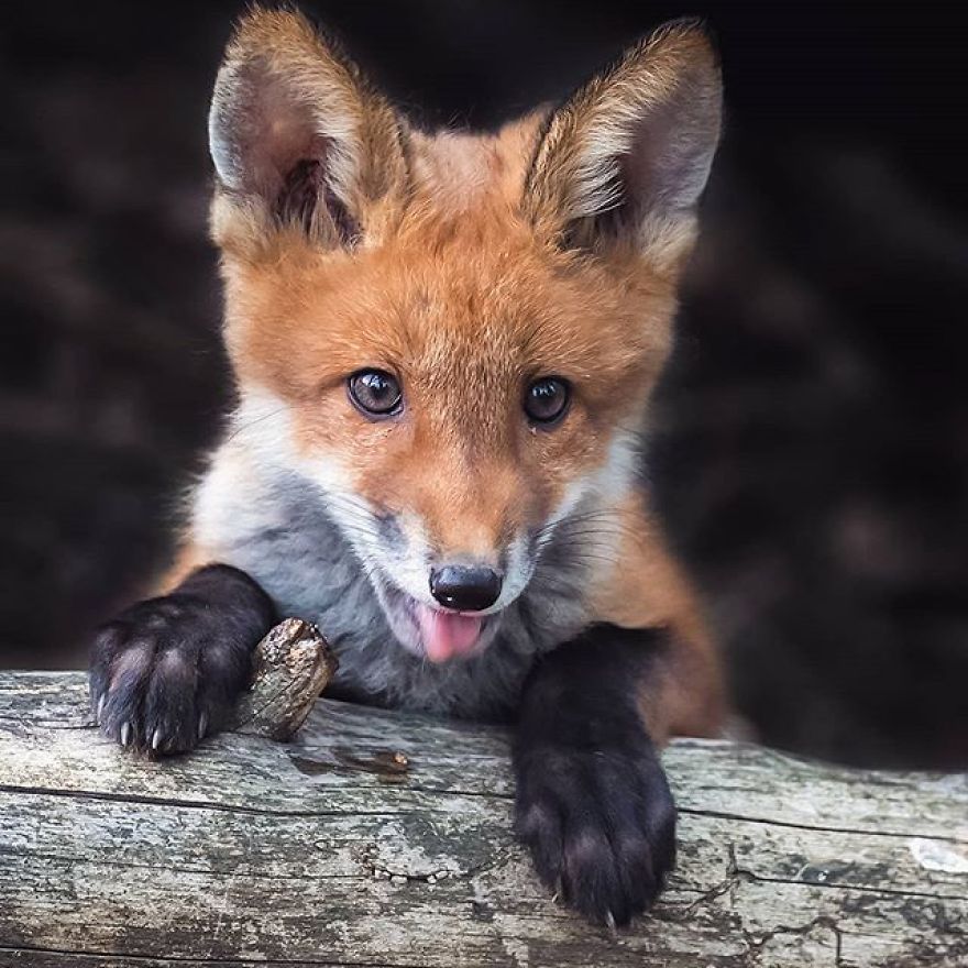 A Finnish Photographer Takes Adorable Photos Of Baby Animals That Would Melt Your Heart