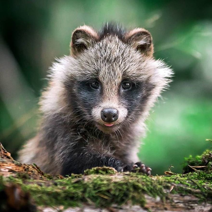 A Finnish Photographer Takes Adorable Photos Of Baby Animals That Would Melt Your Heart