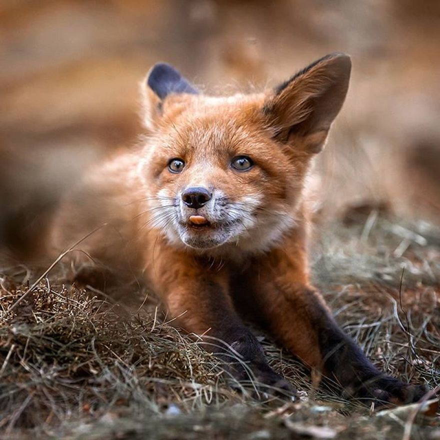 A Finnish Photographer Takes Adorable Photos Of Baby Animals That Would Melt Your Heart