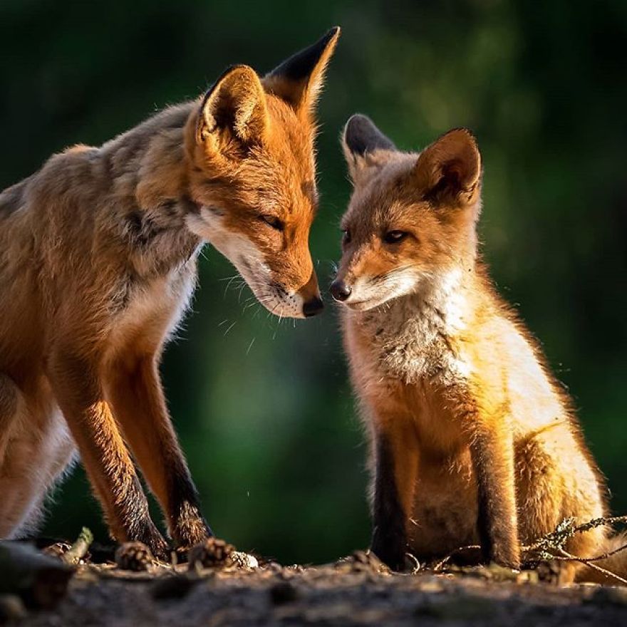 A Finnish Photographer Takes Adorable Photos Of Baby Animals That Would Melt Your Heart