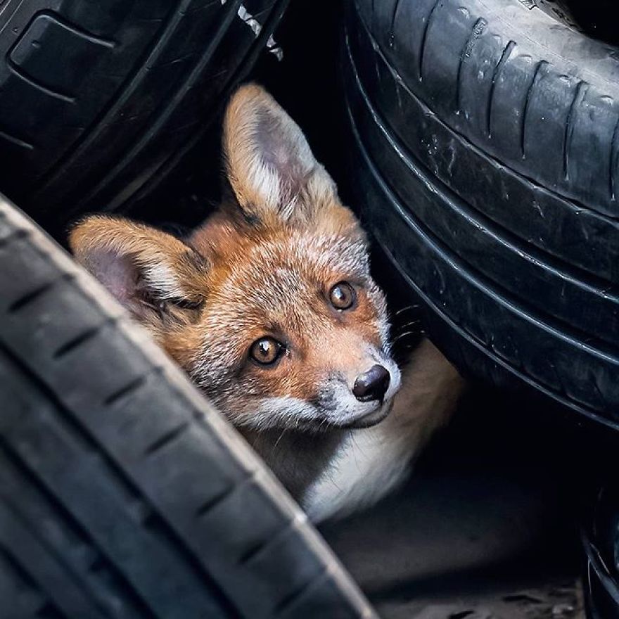 A Finnish Photographer Takes Adorable Photos Of Baby Animals That Would Melt Your Heart
