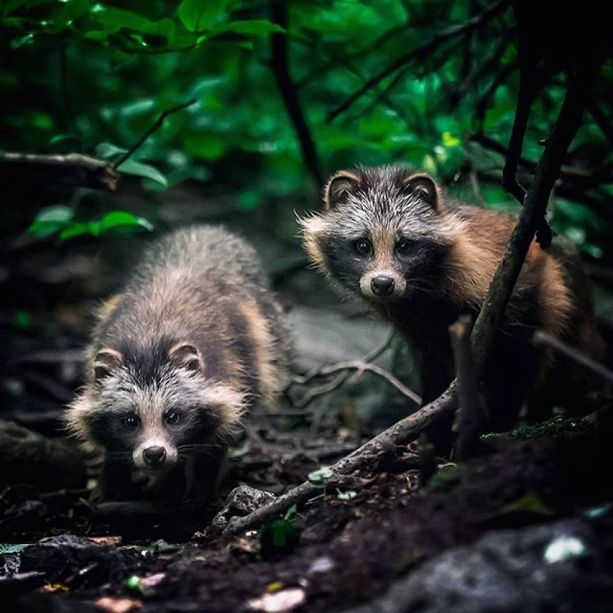 A Finnish Photographer Takes Adorable Photos Of Baby Animals That Would Melt Your Heart