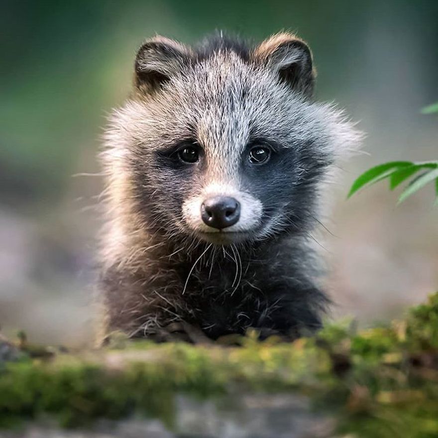 A Finnish Photographer Takes Adorable Photos Of Baby Animals That Would Melt Your Heart