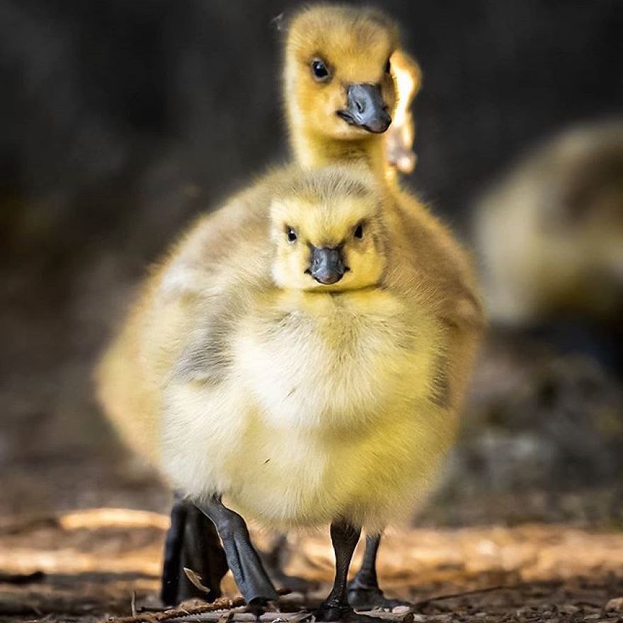 A Finnish Photographer Takes Adorable Photos Of Baby Animals That Would Melt Your Heart