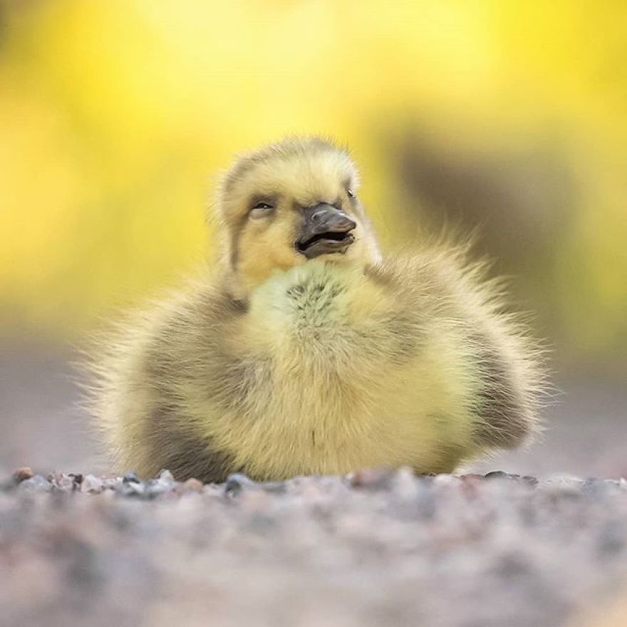 A Finnish Photographer Takes Adorable Photos Of Baby Animals That Would Melt Your Heart