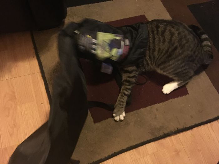 You Can’t Go Go Camping Without Meeee