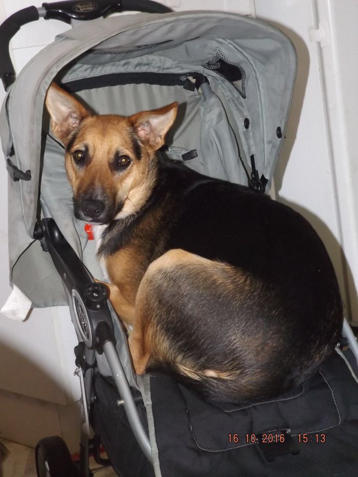 My Dog Trooper Will Find Anywhere To Lay