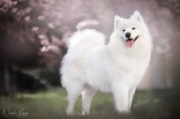 Photographer Nikol Kopp Takes Dreamy Portraits Her White Dog