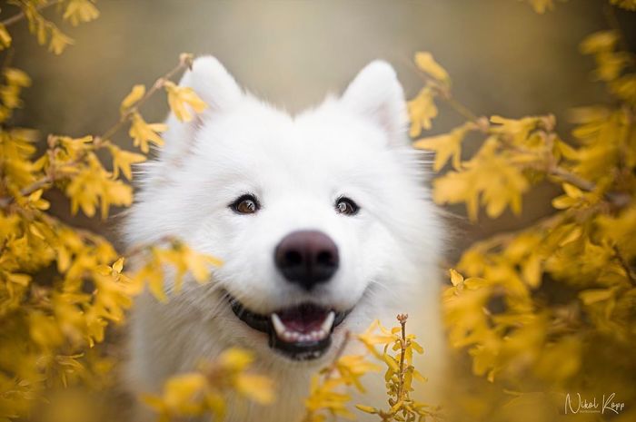 Photographer Nikol Kopp Takes Dreamy Portraits Her White Dog