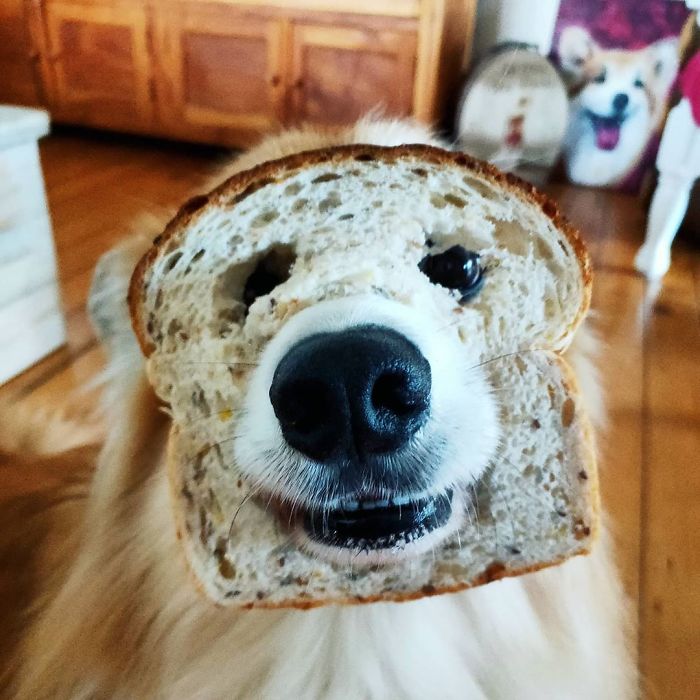 It Took A Few Attempts. Oakey Thought It Was A Weird Game But Great Fun. He Especially Loved It When The Bread Fell Apart And He Got To Scoff It All