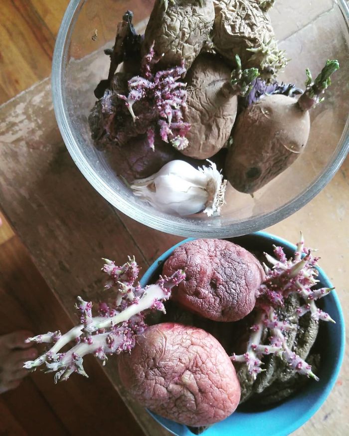 Looks Like I'll Be Planting Some Potatoes Today