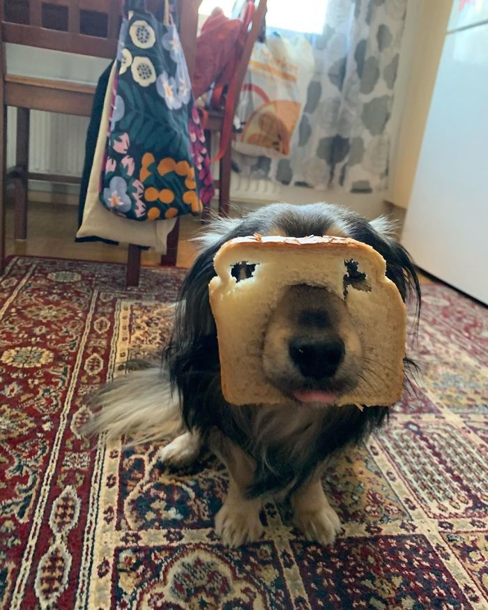 He Was Fine With This, Just Really Wanted To Eat The Bread