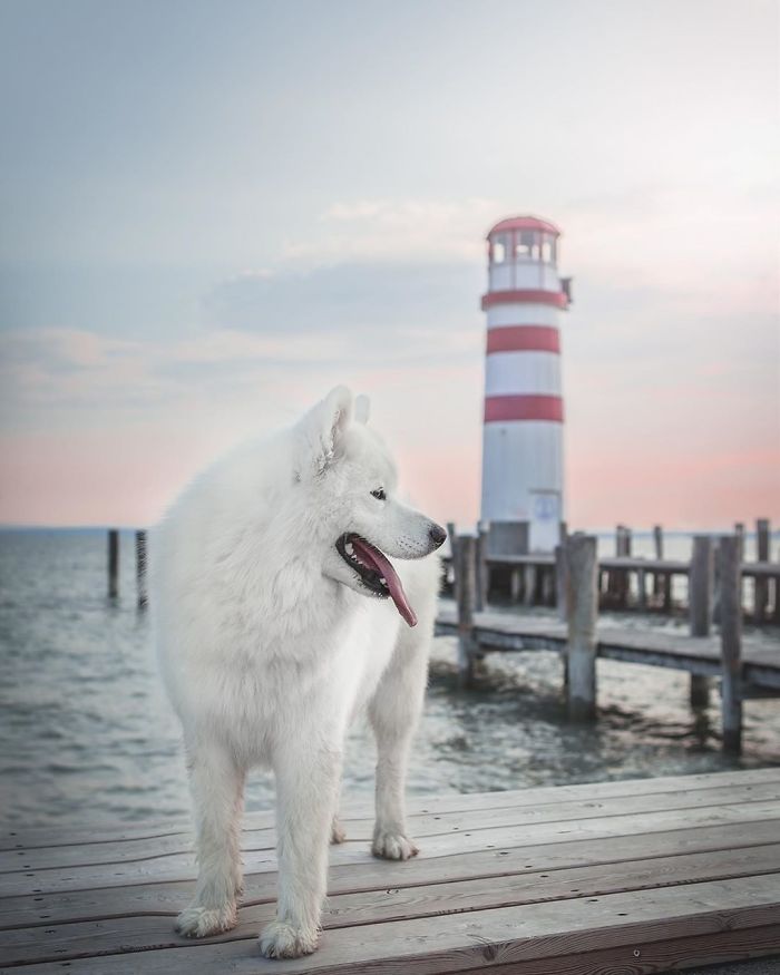 Photographer Nikol Kopp Takes Dreamy Portraits Her White Dog