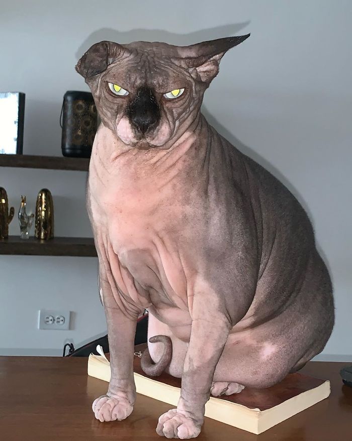 This Is My Face When I Go To Get My Food And I Realize That My Little Brothers Ate It