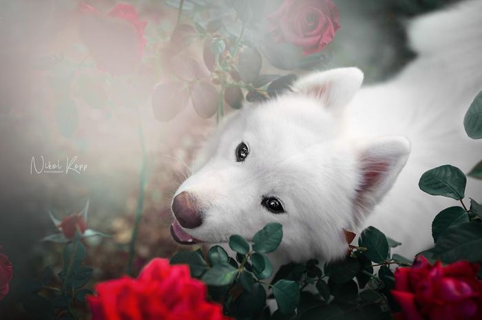Photographer Nikol Kopp Takes Dreamy Portraits Her White Dog