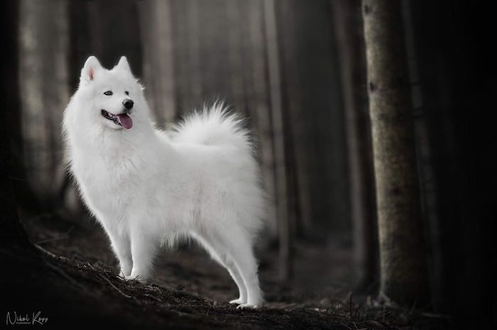 Photographer Nikol Kopp Takes Dreamy Portraits Her White Dog