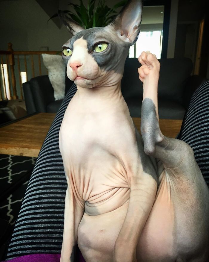 I Promise To Say The Truth, Only The Truth