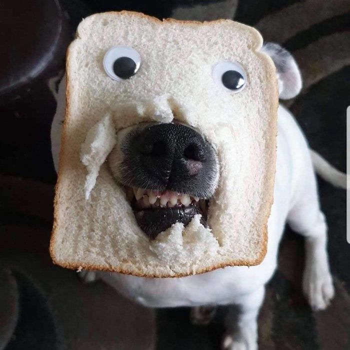 Think This Dog Is Inbread