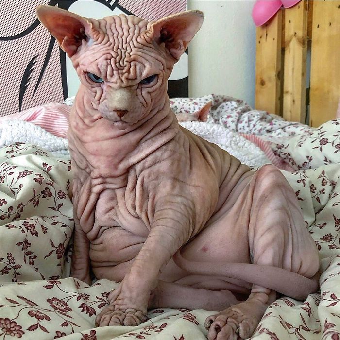 Xherdan The Sphynx Cat Is Sweeter Than He Looks