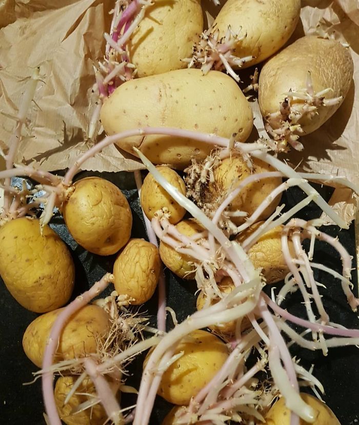 Found These Aliens In My Kitchen Cupboard