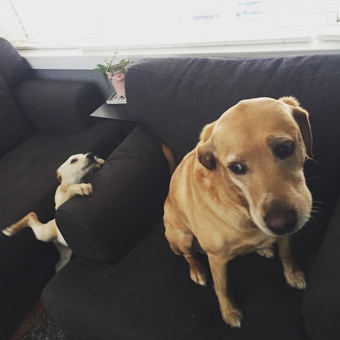 Y’all, I Had The Best Leaping Picture Of Bella 