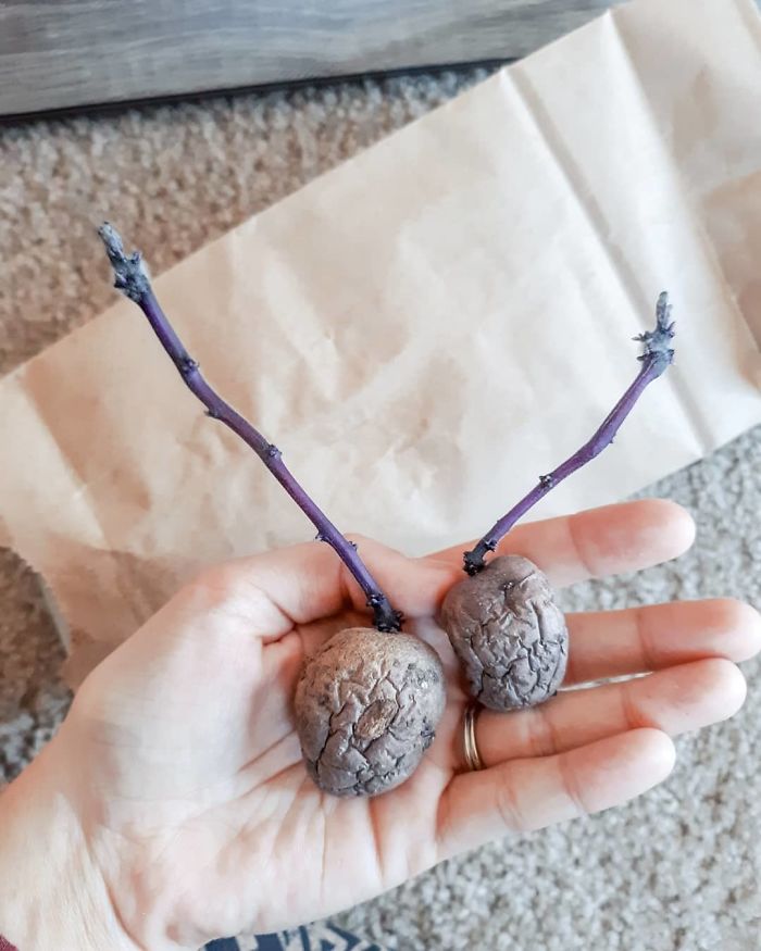 I Think Today's The Day These Spuds Will Go In The Ground!