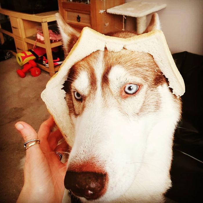 This Was The Only Shot I Could Get Before He Ate It And Got Mega Cuddles