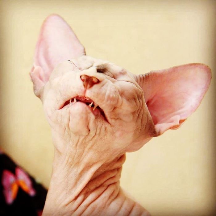 Only Sphynx Can Do That Face