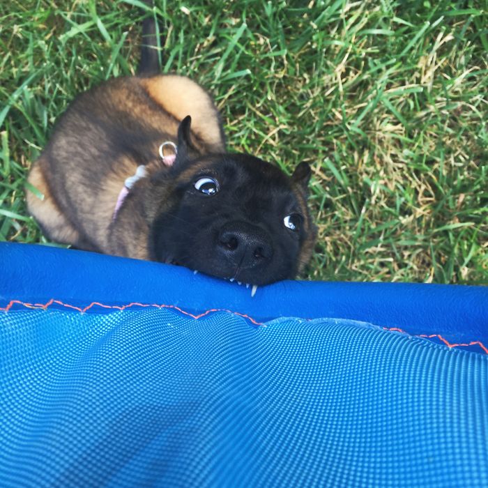 New Puppy’s First Derpy Picture