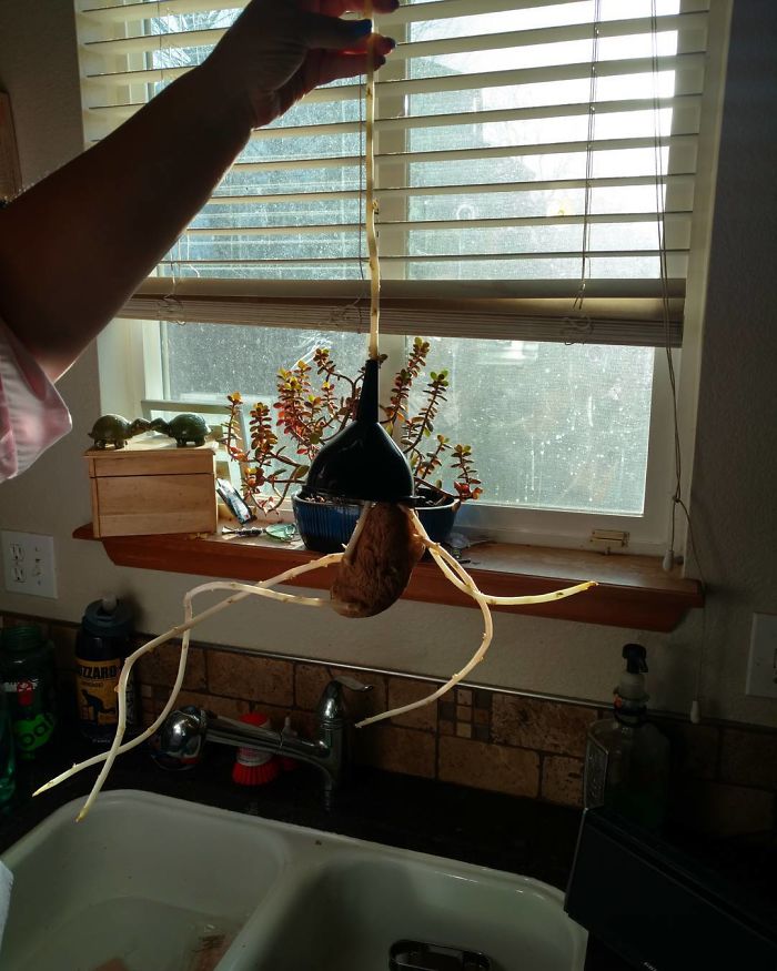 Found A Monster In The Cabinet Sprouted Potato Grew Through The Funnel