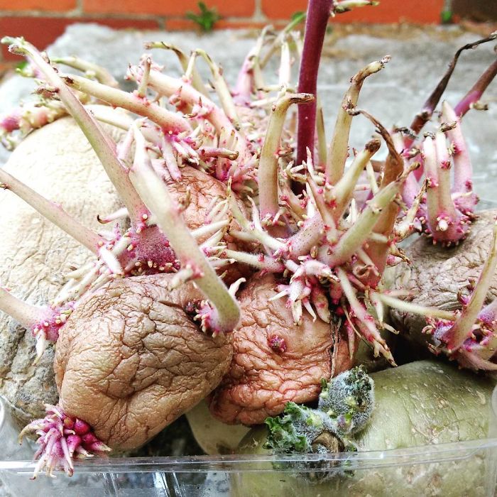 Sprouting Potatoes