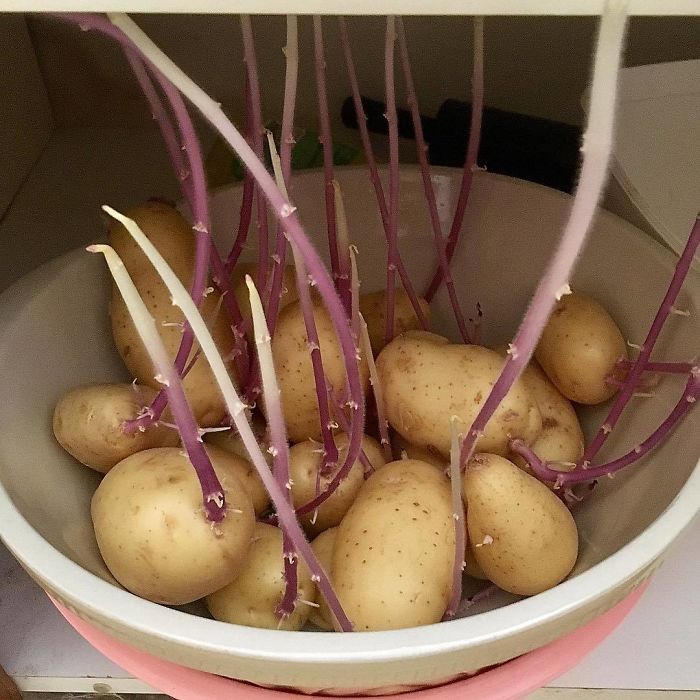 Me: "Mum, Do You Have Any Potatoes?"Mum: "Yes, Plenty In The Cupboard!"*opens Cupboard & Shrieks*🥔: "Feed Me, Seymour!"