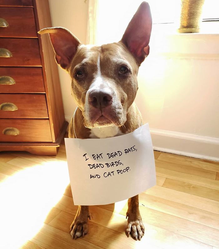 I'm A True Gastronaut