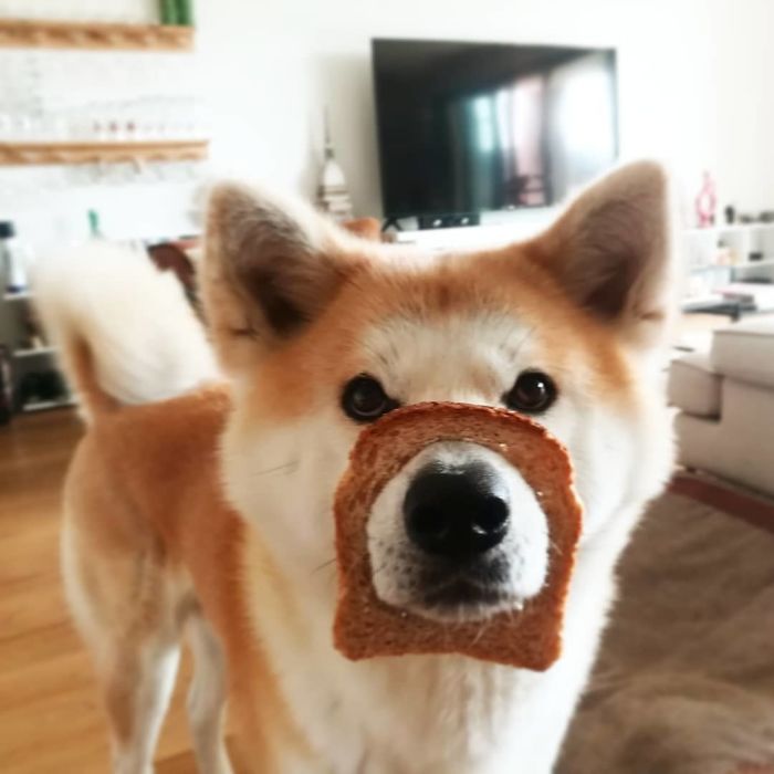Inbread Doggo