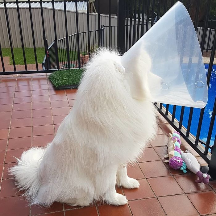Funny-Pets-With-Cones