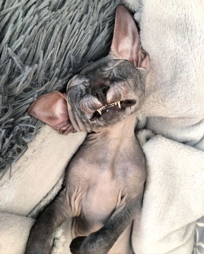 Ответы : Нечто в пушистом развалилось на лавке