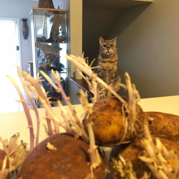 I Told Rakesh He Was Getting These Sprouting Potatoes For Dinner...he Wasn’t Amused!